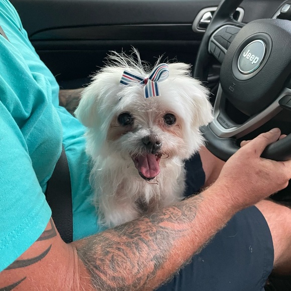 Meet your Posher, Elizabeth 🎀 & Daisy-Mae the Maltese 🐾 - Picture 2 of 5